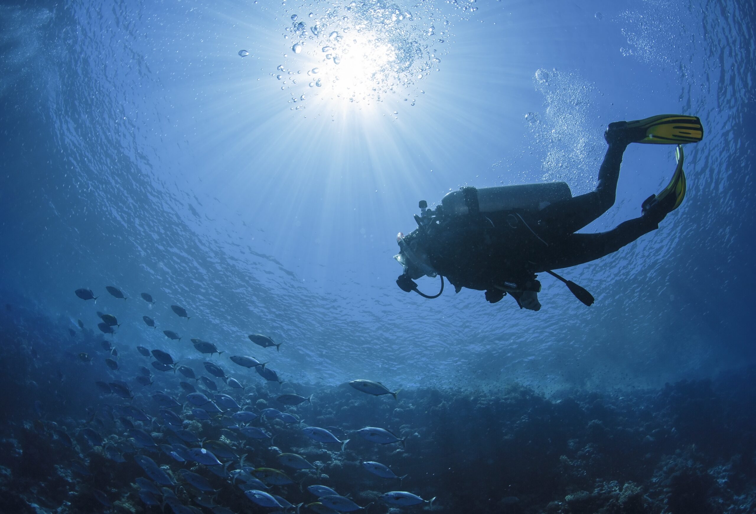 Diver swims in the Red Sea in Egypt.